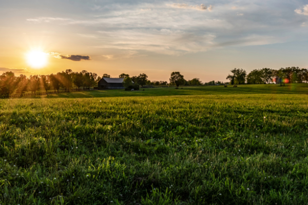 Pasture with sunset