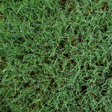 Athens Seed Bermuda – Common Hulled and Coated