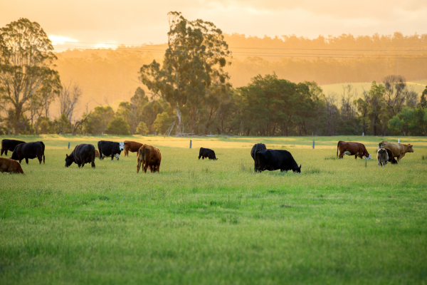 Cow Farm Ranch Farm & Ranch - Robstown, Texas - Wholly Cow Farm and Ranch