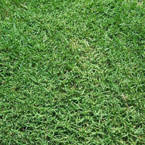 BWI Companies Inc. Common Bermudagrass, Hulled & Coated - 50 lb